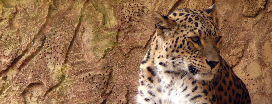 谁能推荐下的ddos网页版